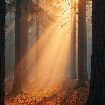 Tableau acoustique motif « Brouillard matinal dans la forêt »