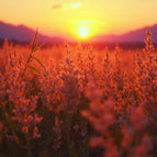 Akustikbild mit Motiv „Abendliche Wiese“