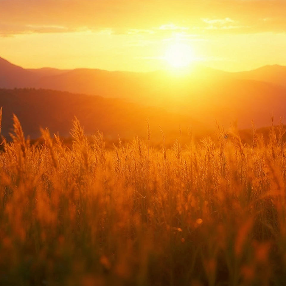 Akustikbild mit Motiv „Goldene Graslandschaft“